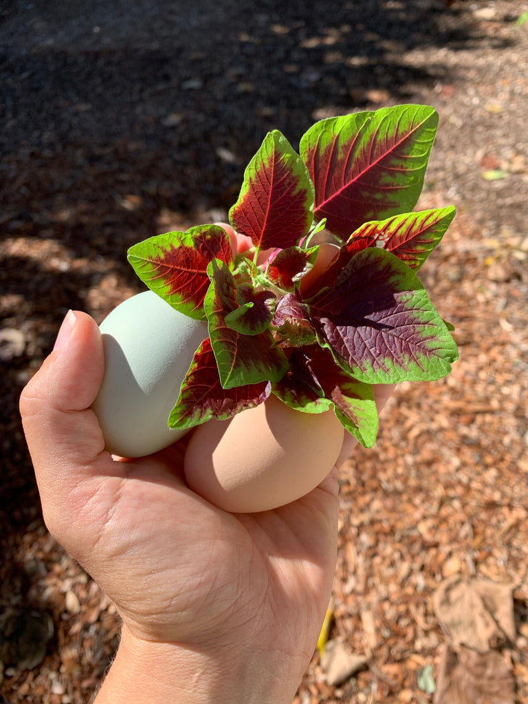 chinese multicolor spinach