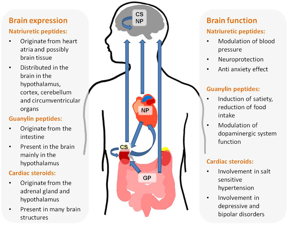 atrial natriuretic hormone