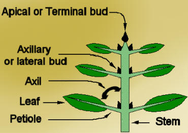 axillary meaning in tamil