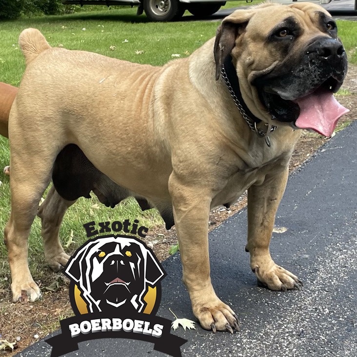 boerboel dog for sale