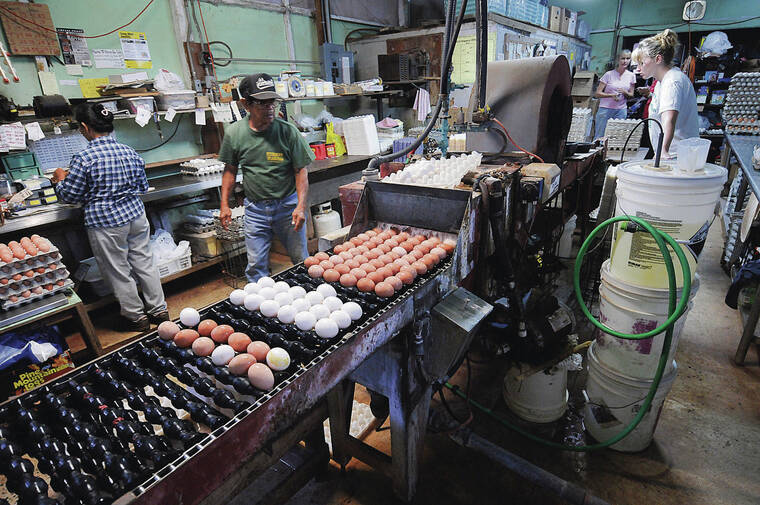 egg farm wahiawa