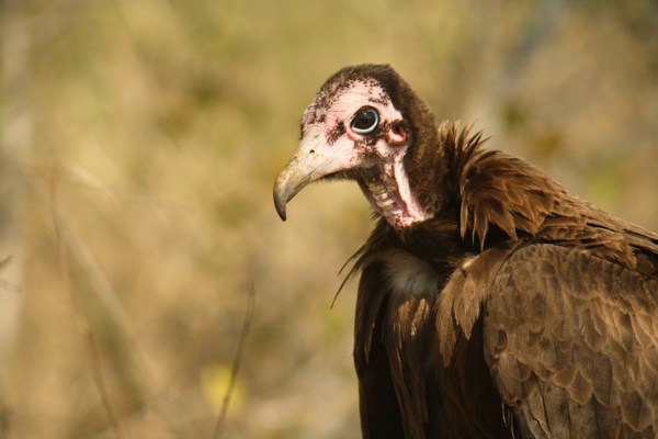 south african vulture crossword clue