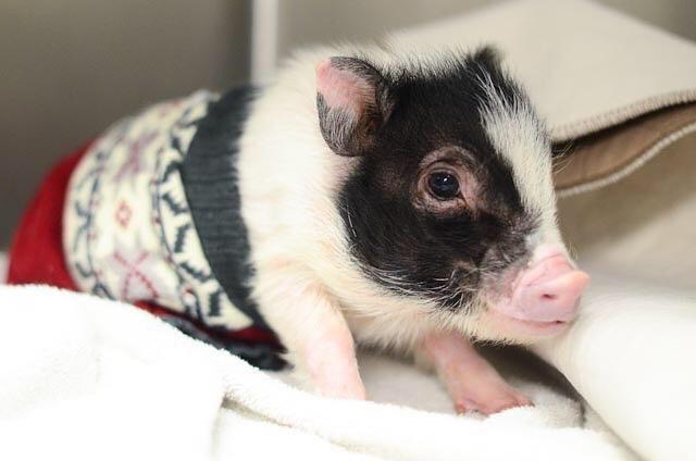 micro teacup piglets