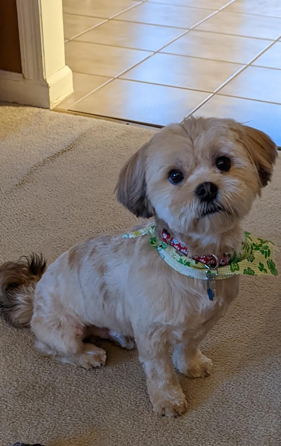 haircuts for shorkies