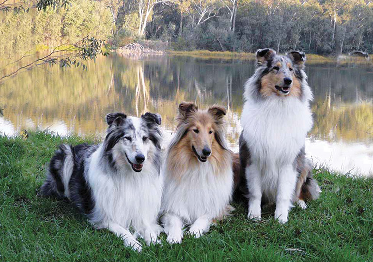 rough collie puppies for sale