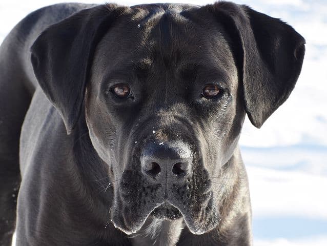 king corso rottweiler mix