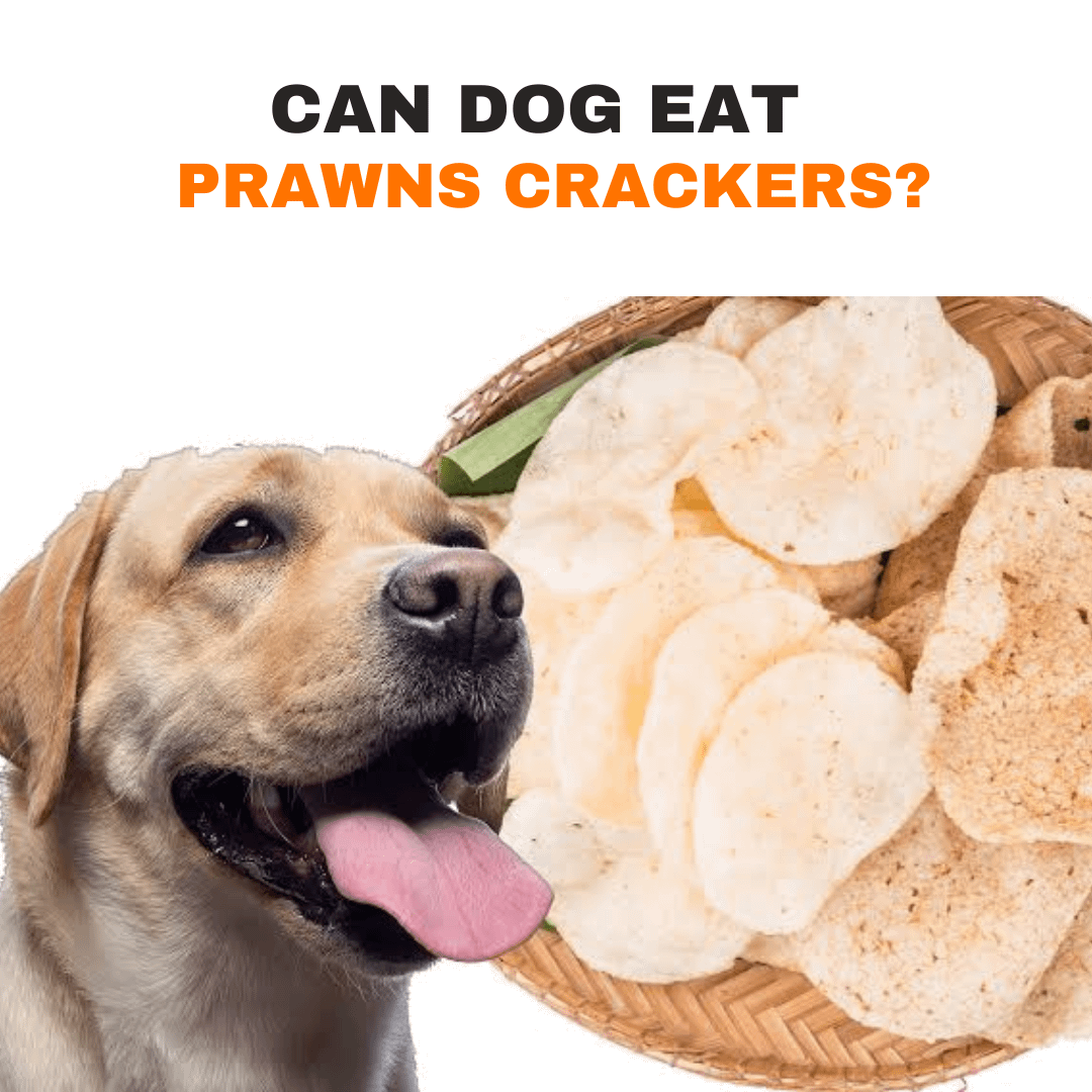 can dogs eat shrimp crackers