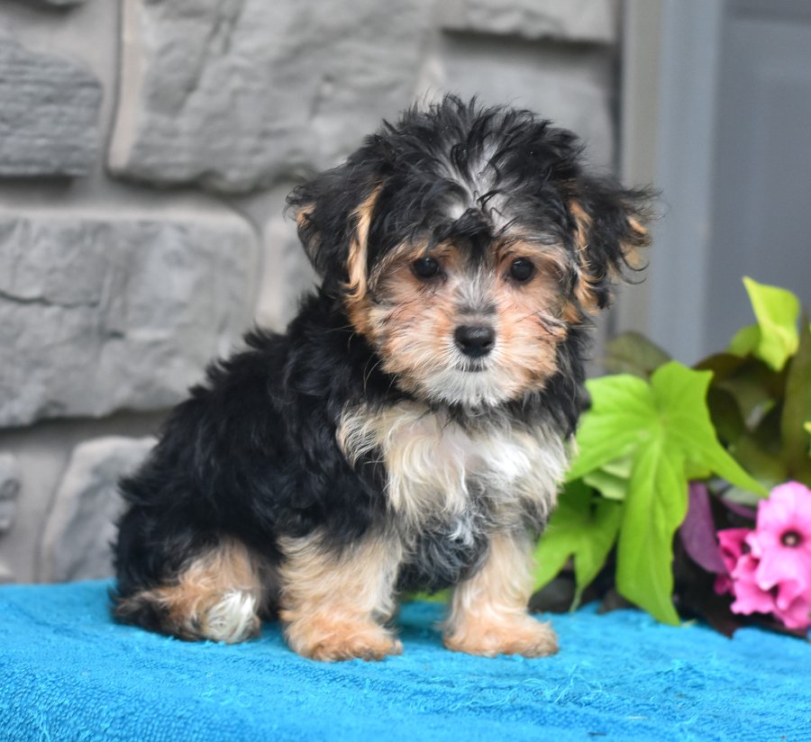 buckeye puppies