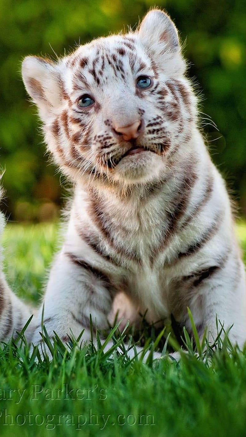 cute baby white tiger