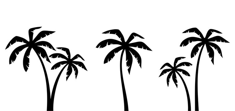 palm tree graphic