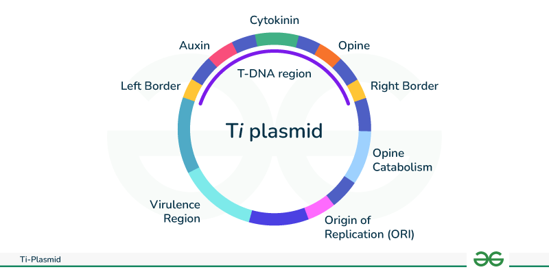 ti plasmid is obtained from