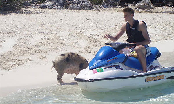 pigs jet skis