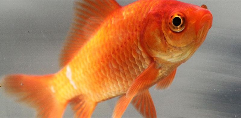 pic of a goldfish