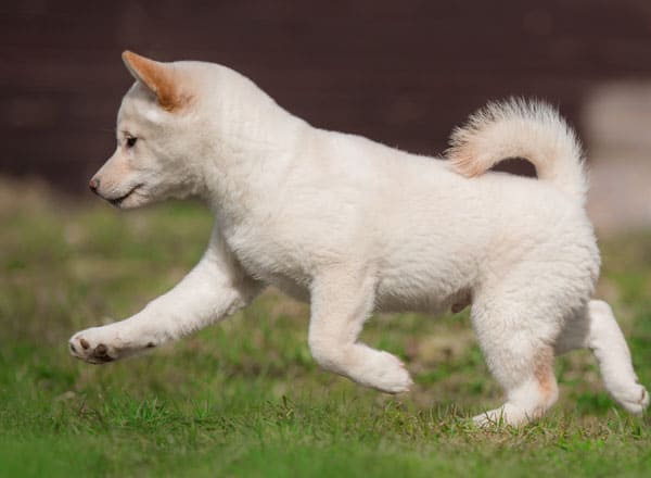 cream colored shiba inu