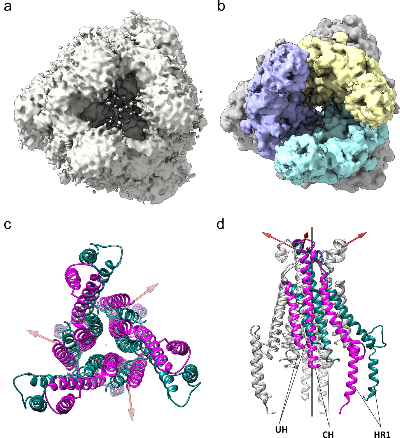 coronavirus 229e