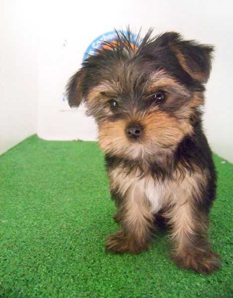 yorkshire terrier mini precio méxico