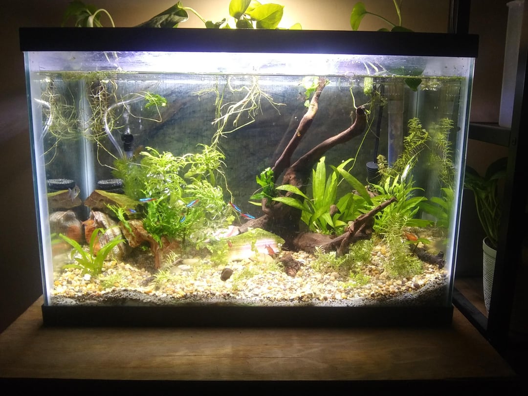 20 gallon tall aquarium dimensions