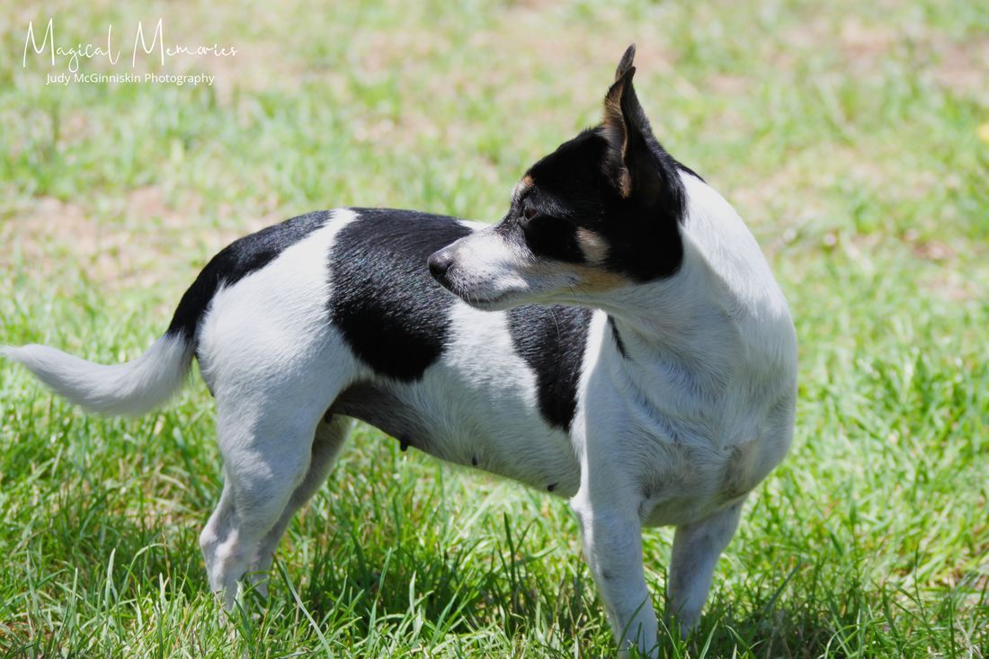 mini fox terrier for sale brisbane