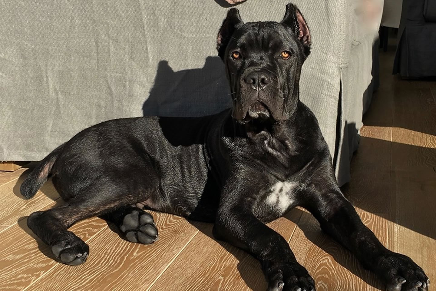 cane corso for sale