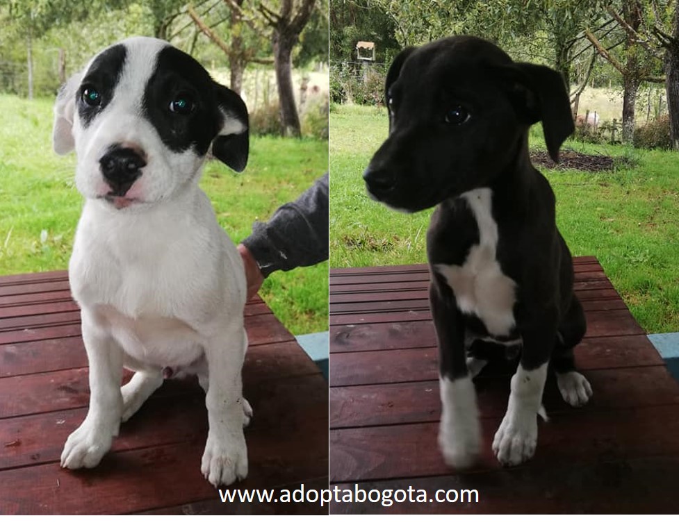 perros de raza en adopcion bogota