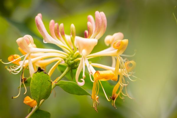 honeysuckle ne demek