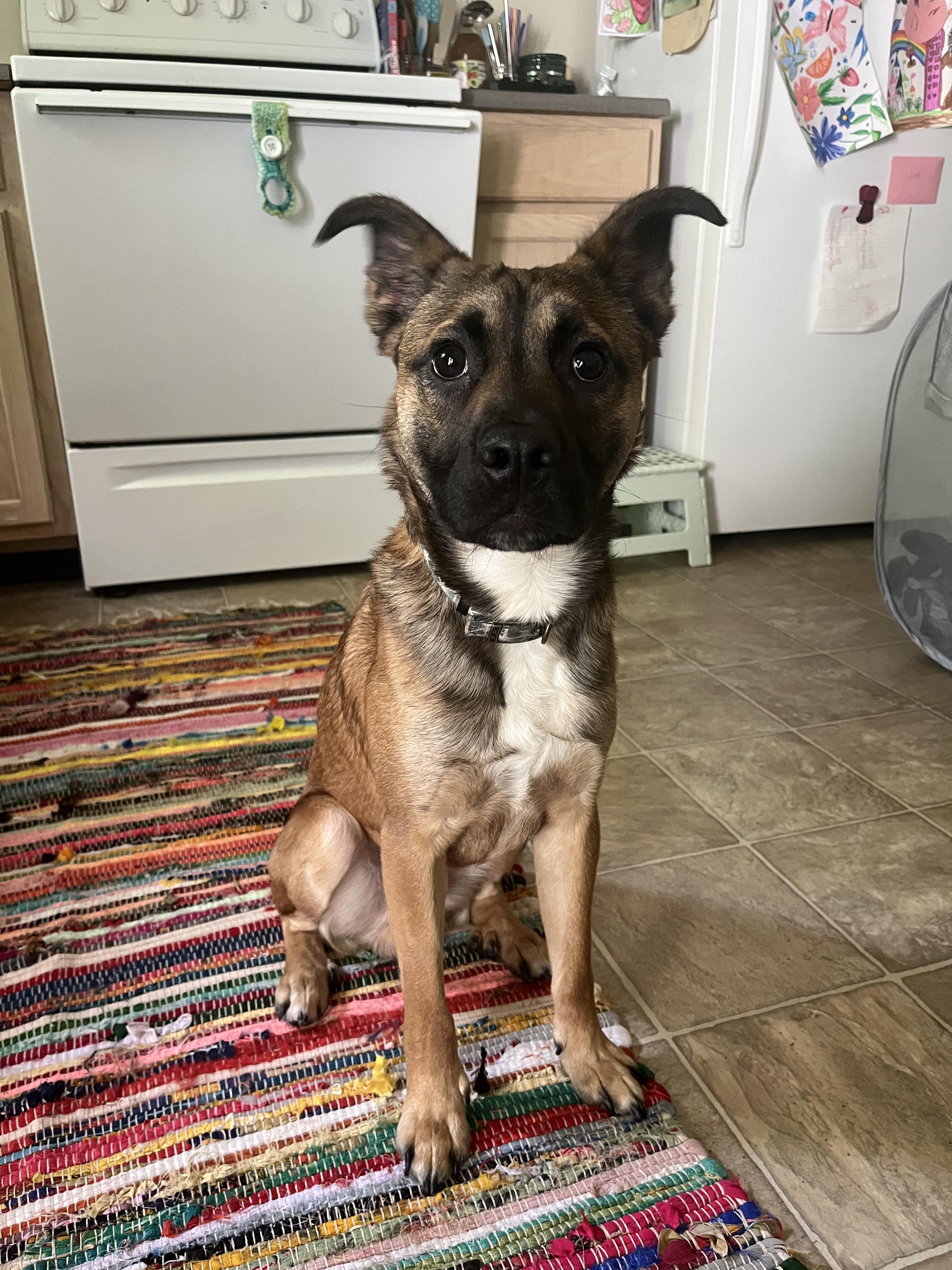 boxer mix german shepherd