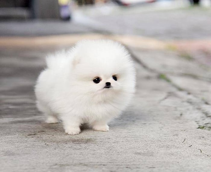 cute teacup puppy