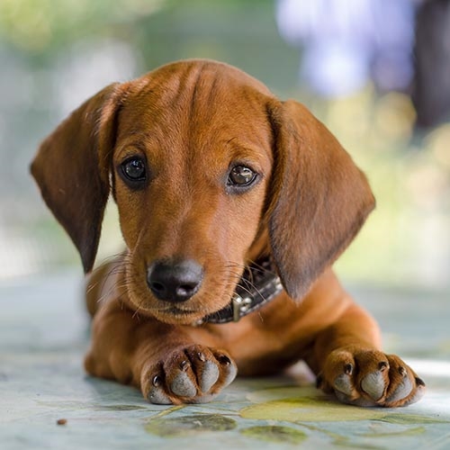 fluffy sausage dog puppy