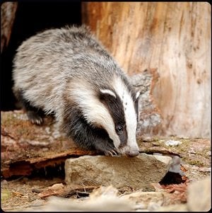 badger crossword clue