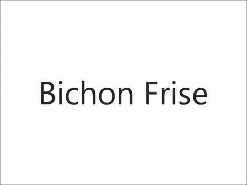 bichon frise pronounce