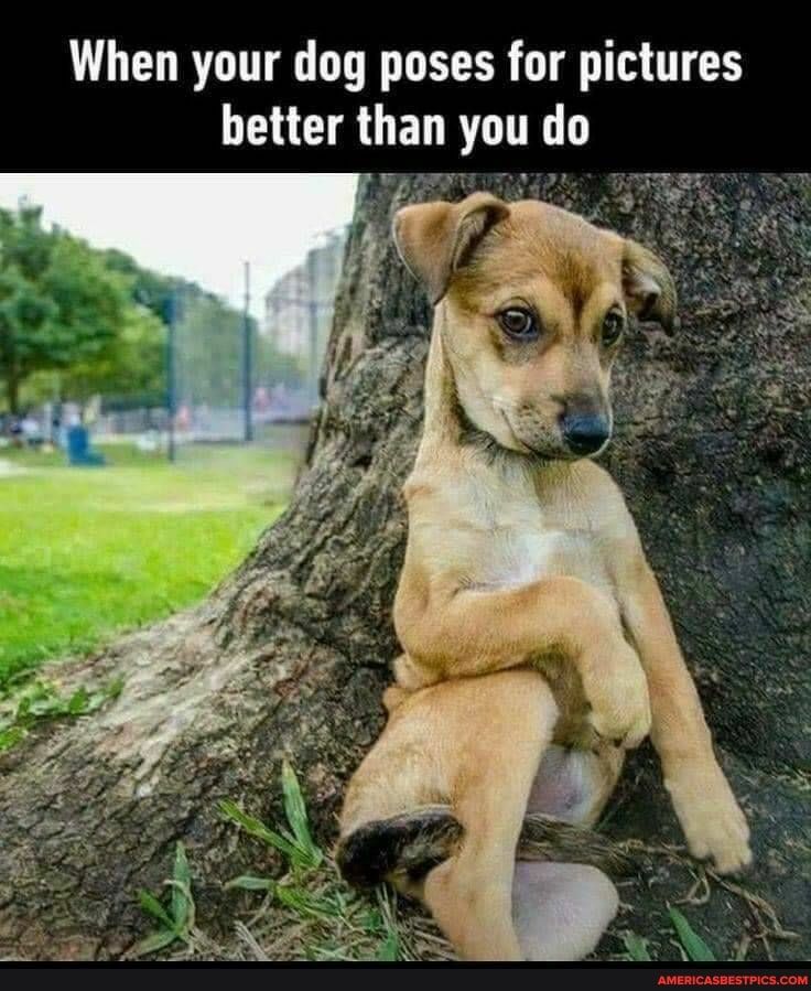 dog pose meme