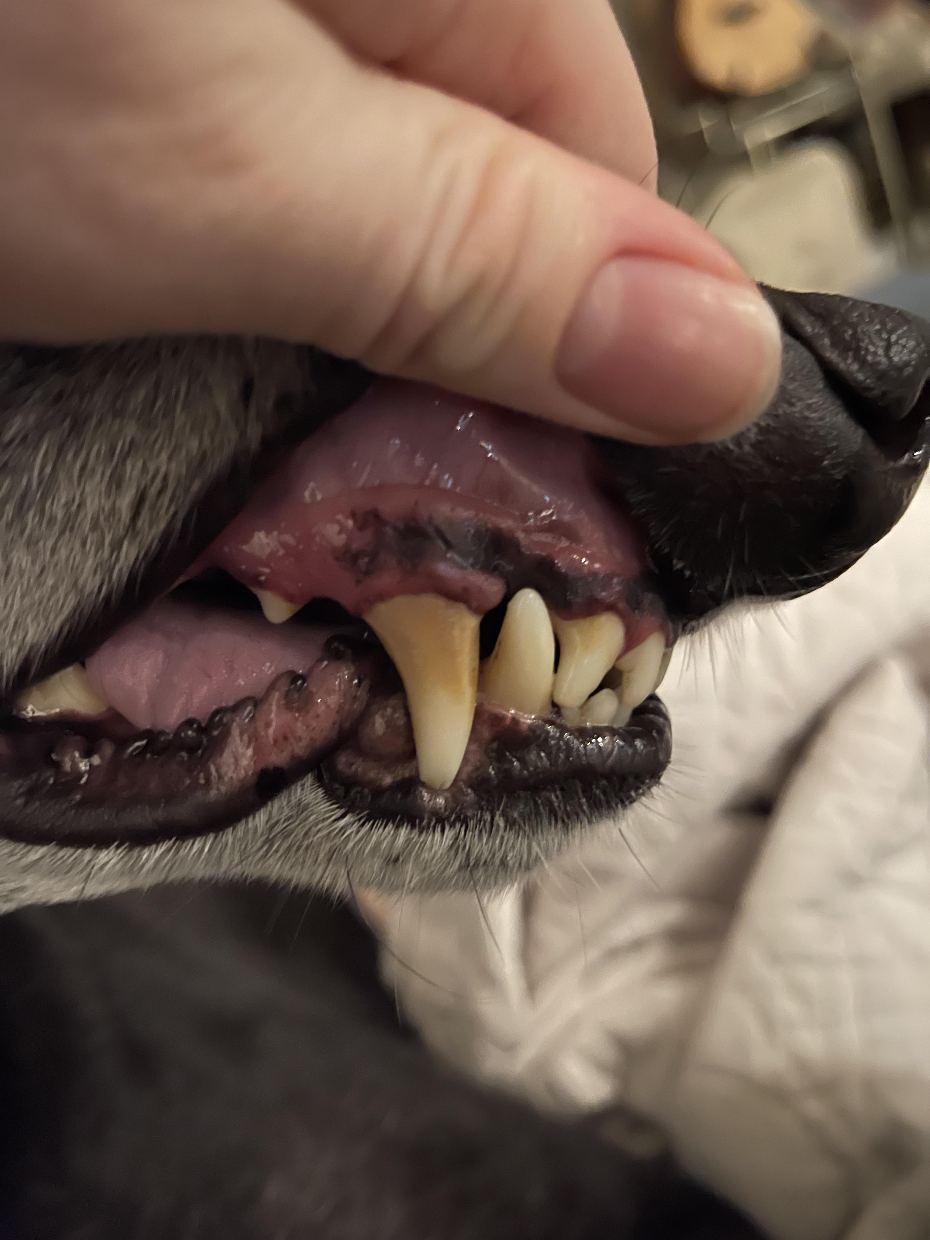 black dogs gums