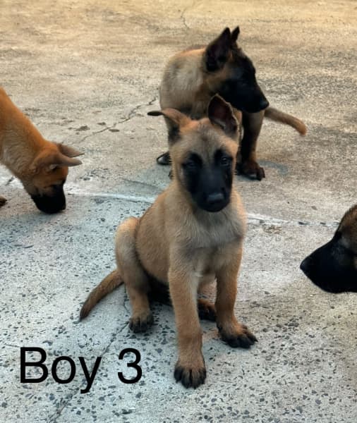 belgian malinois puppies for sale victoria