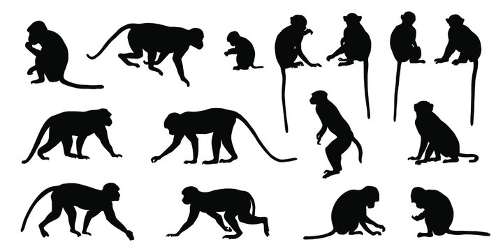 monkey silhouette