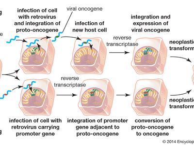 proto oncogene