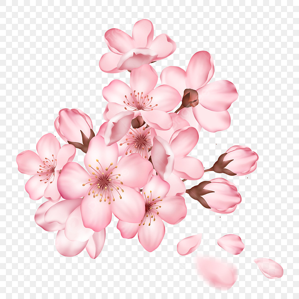 sakura flower png