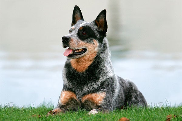 weight of a blue heeler