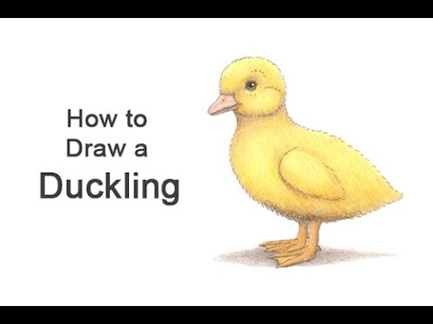 duckling drawing easy