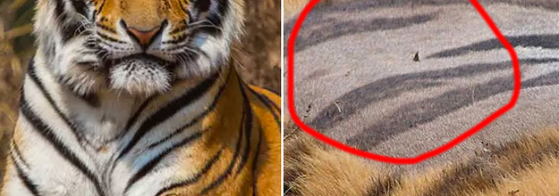 if you shaved a tiger would it still be striped