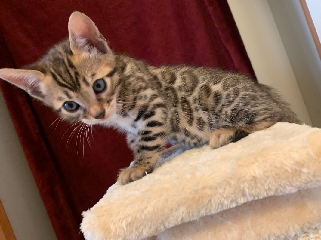 bengal kitten for sale