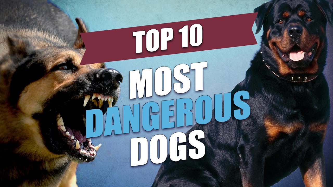 top 10 most dangerous dogs