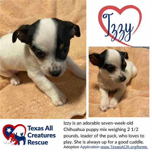 puppies for sale mansfield tx