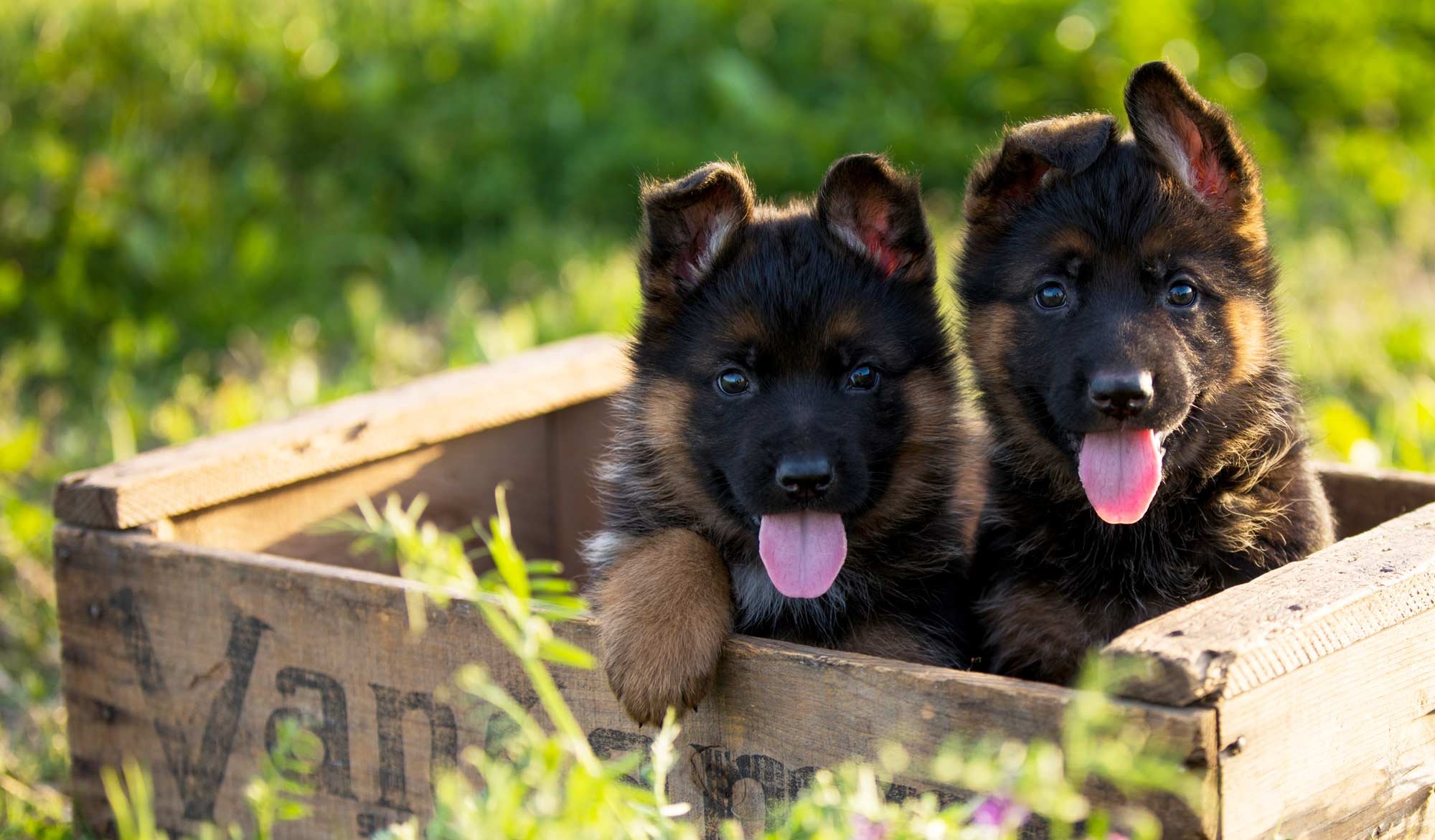 german shepherd breeders