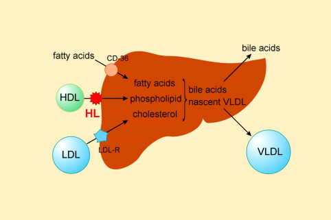 lipoprotein lipase liver