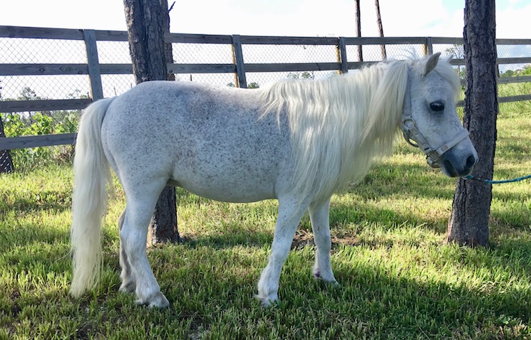 minicher ponies for sale