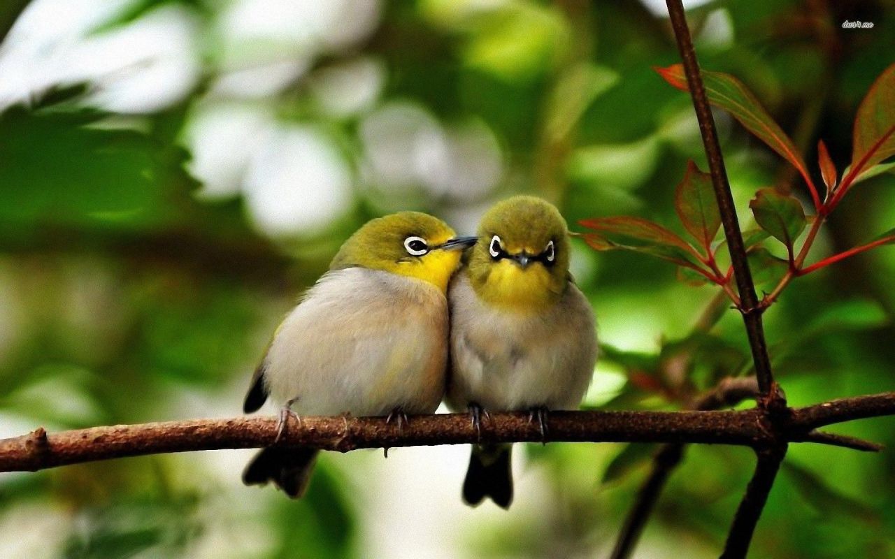 cute bird on branch