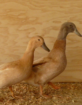 buff duck breed