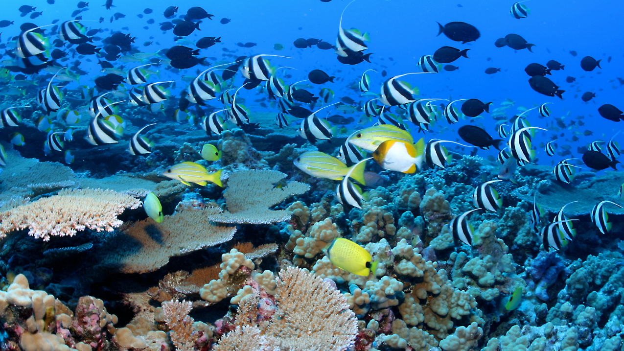 biotic factors for coral reefs