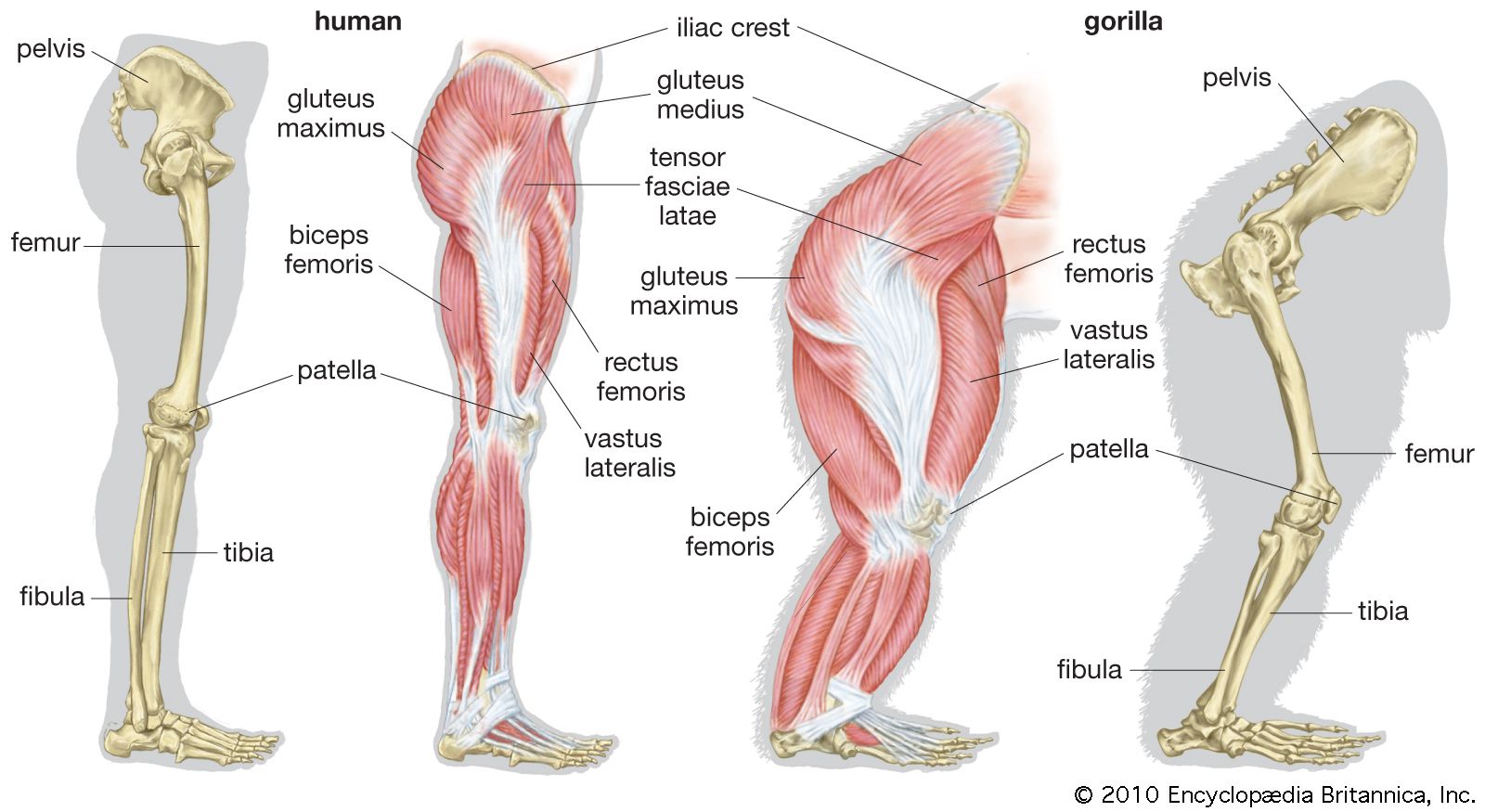 legs anatomy