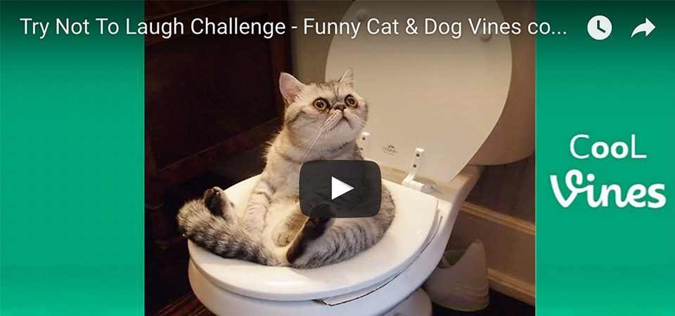 funny cat videos and dog videos